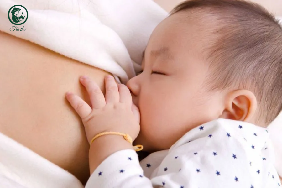 trà hoa cúc có lợi sữa không